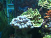 Fish Tank - Dec 29 2009