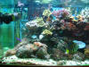 Fish Tank - Dec 29 2009