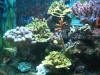 Fish Tank - Dec 29 2009