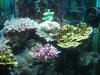 Fish Tank - Dec 29 2009